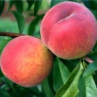 Саджанець Персик Флемінг Ф'юрі в контейнері